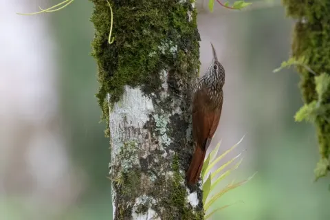 纹头䴕雀