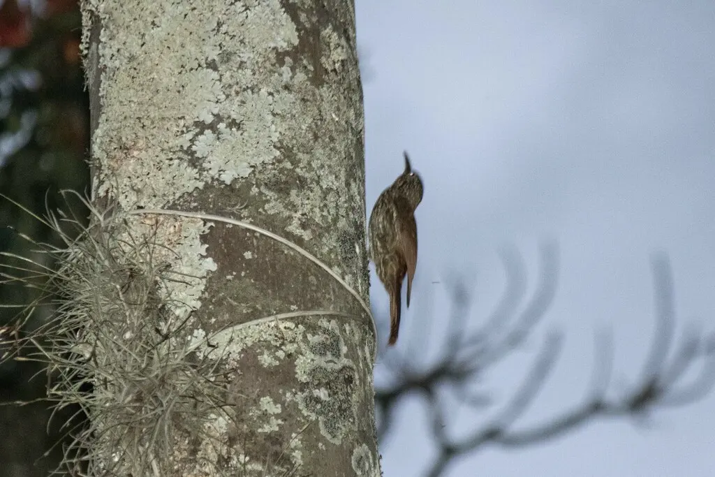 纹头䴕雀(Lepidocolaptes souleyetii)