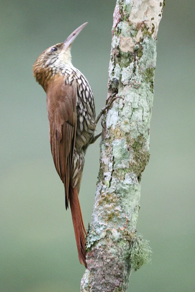 鳞斑䴕雀(Lepidocolaptes squamatus)