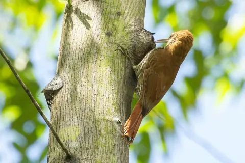 鳞斑䴕雀