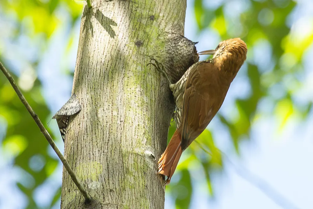 鳞斑䴕雀(Lepidocolaptes squamatus)