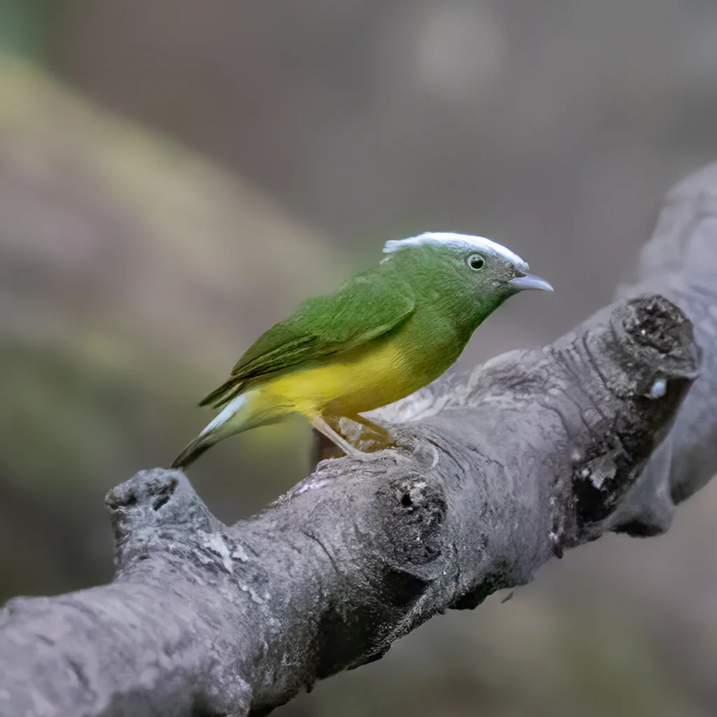白顶娇鹟(Lepidothrix nattereri)
