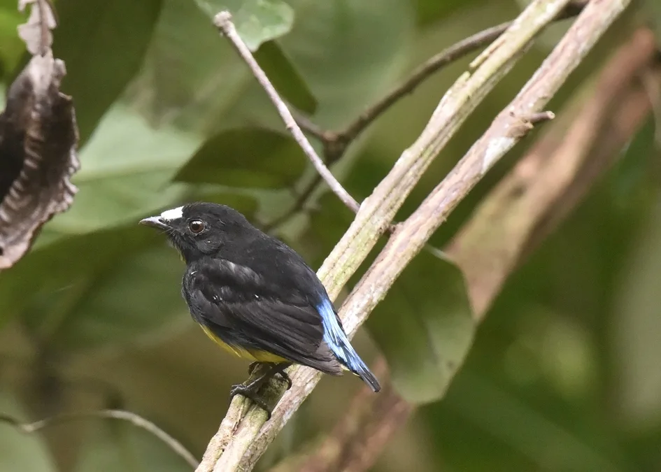 白额娇鹟(Lepidothrix serena)