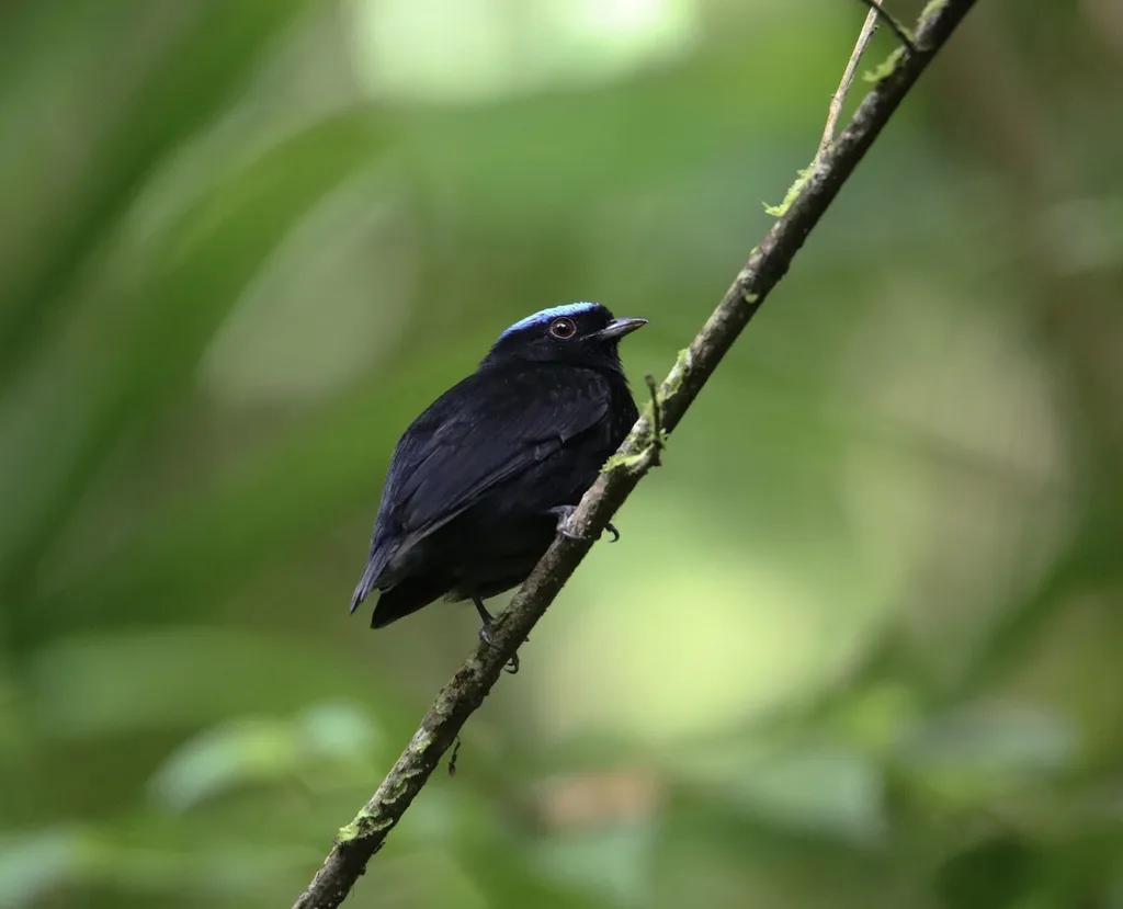 柔羽娇鹟(Lepidothrix velutina)