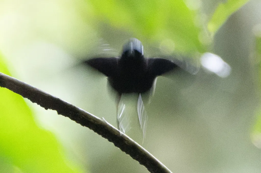 柔羽娇鹟(Lepidothrix velutina)