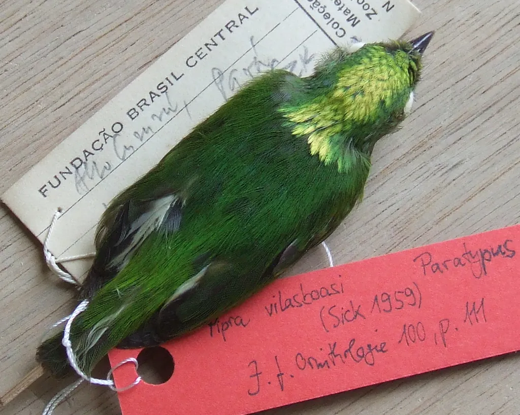 金冠娇鹟(Lepidothrix vilasboasi)