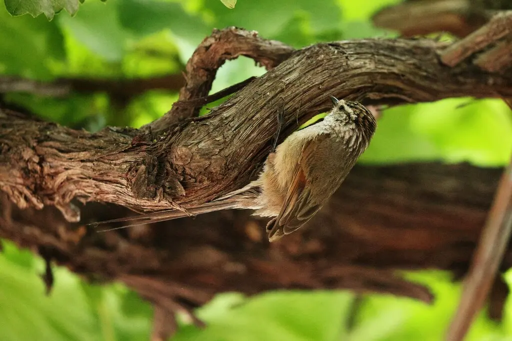 纯背针尾雀(Leptasthenura aegithaloides)