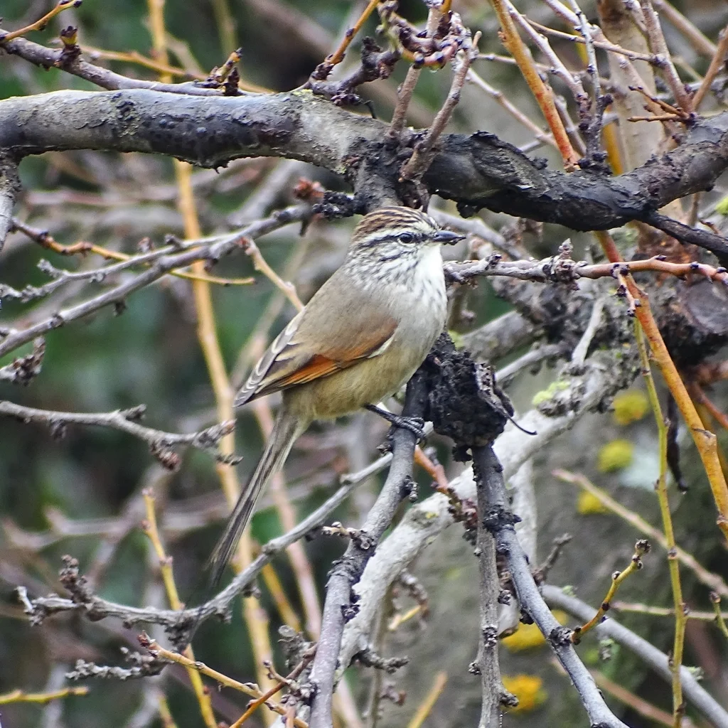 纯背针尾雀(Leptasthenura aegithaloides)