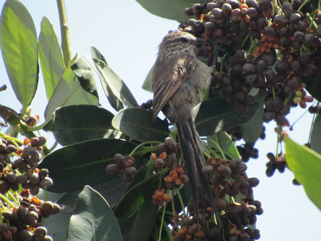 纯背针尾雀(Leptasthenura aegithaloides)