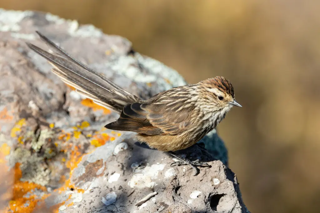 安第斯针尾雀(Leptasthenura andicola)