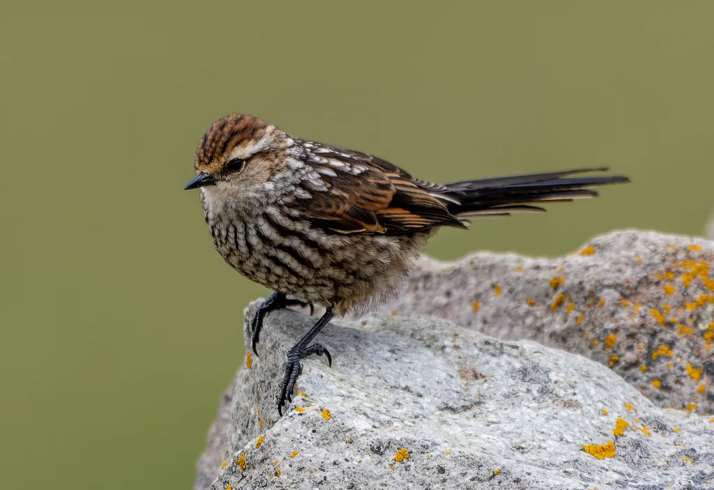 安第斯针尾雀(Leptasthenura andicola)