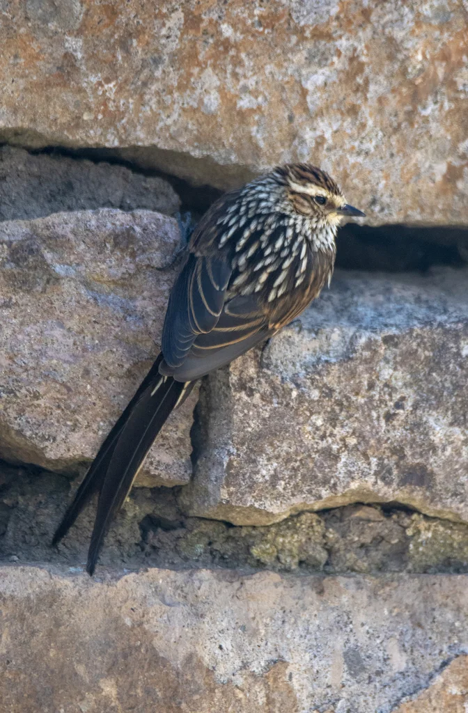 安第斯针尾雀(Leptasthenura andicola)