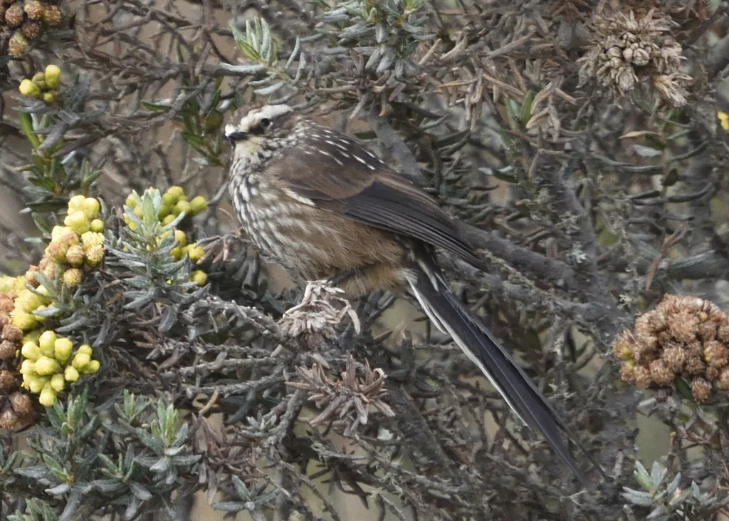 安第斯针尾雀(Leptasthenura andicola)