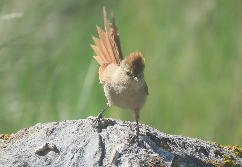褐顶针尾雀（Leptasthenura fuliginiceps）