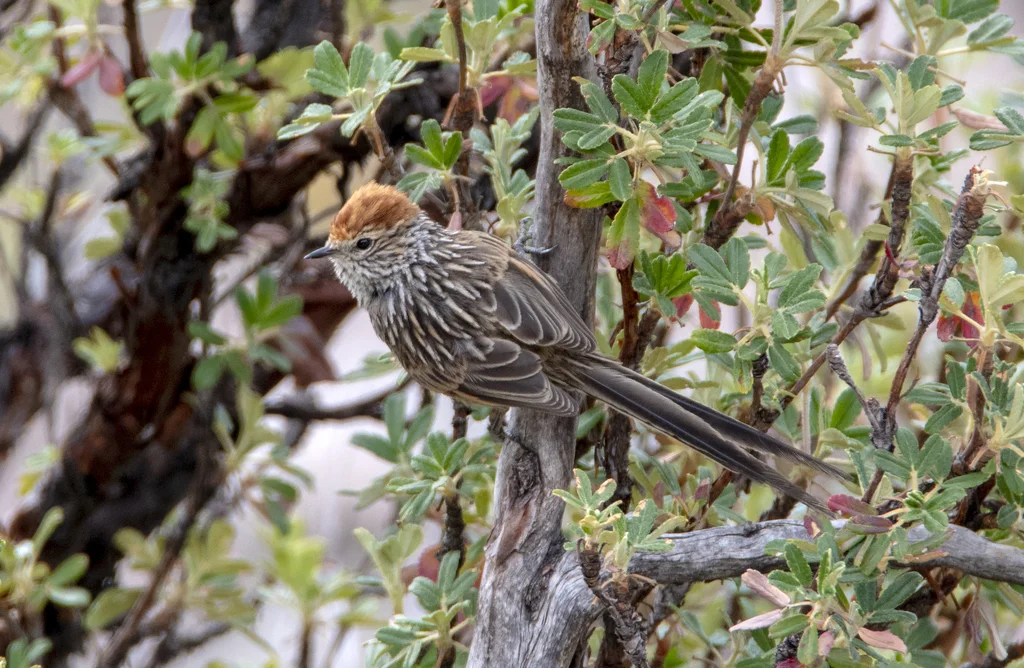 锈顶针尾雀(Leptasthenura pileata)