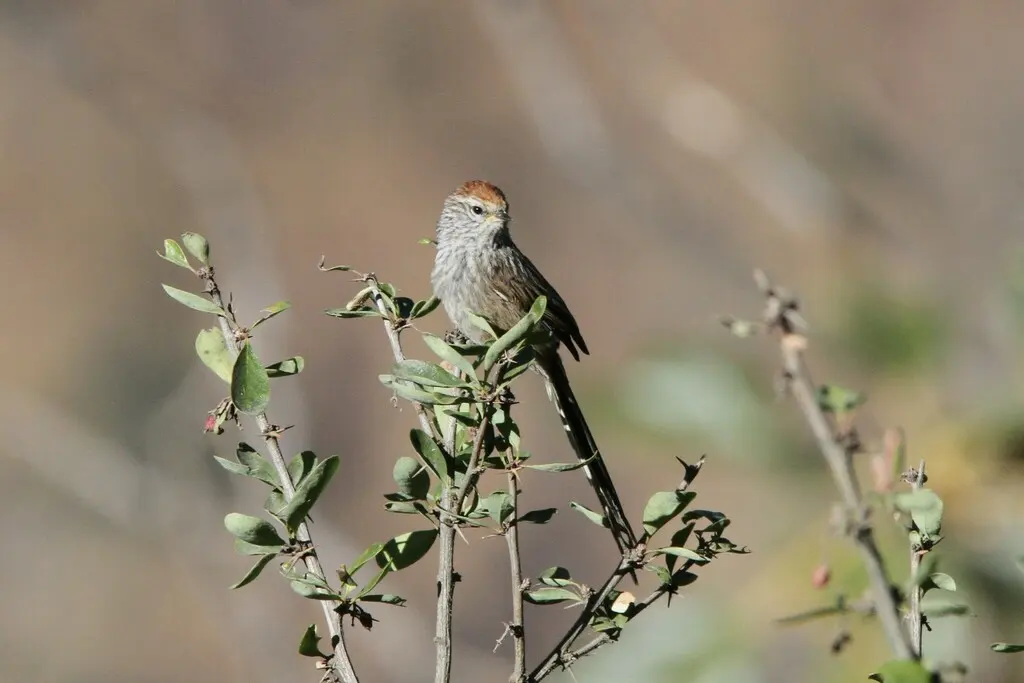 锈顶针尾雀(Leptasthenura pileata)