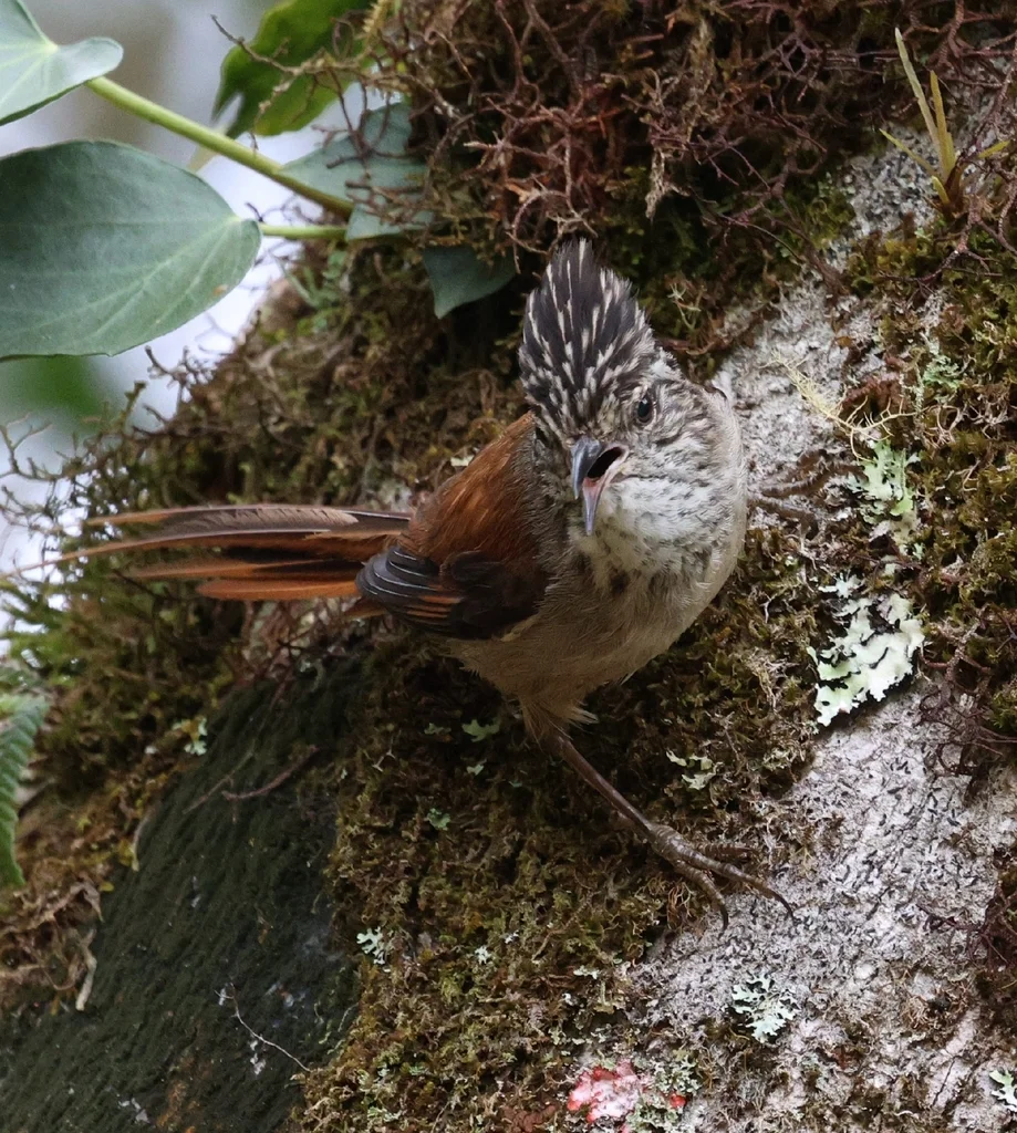 南美针尾雀(Leptasthenura setaria)
