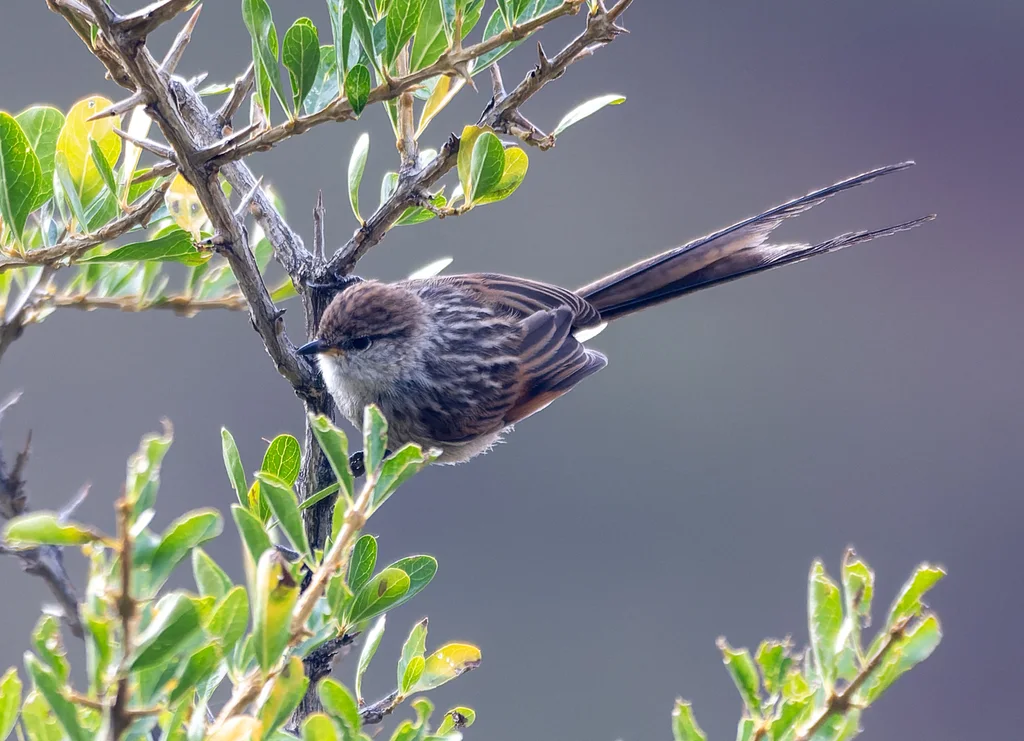 纹针尾雀（Leptasthenura striata）