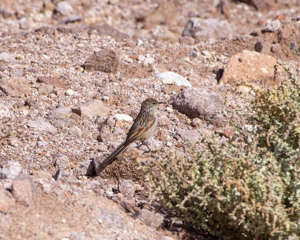纹针尾雀（Leptasthenura striata）