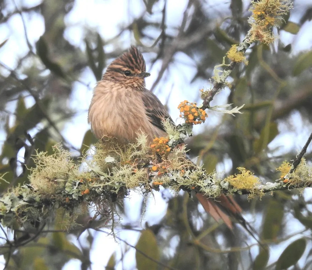 条纹针尾雀(Leptasthenura striolata)