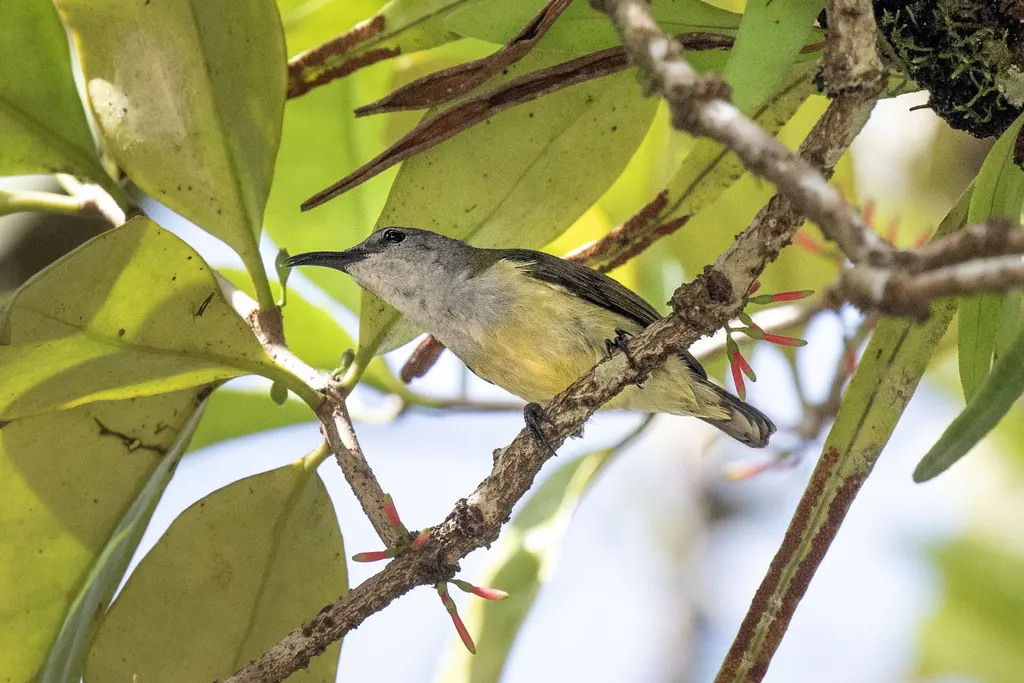 黑花蜜鸟(Leptocoma aspasia)