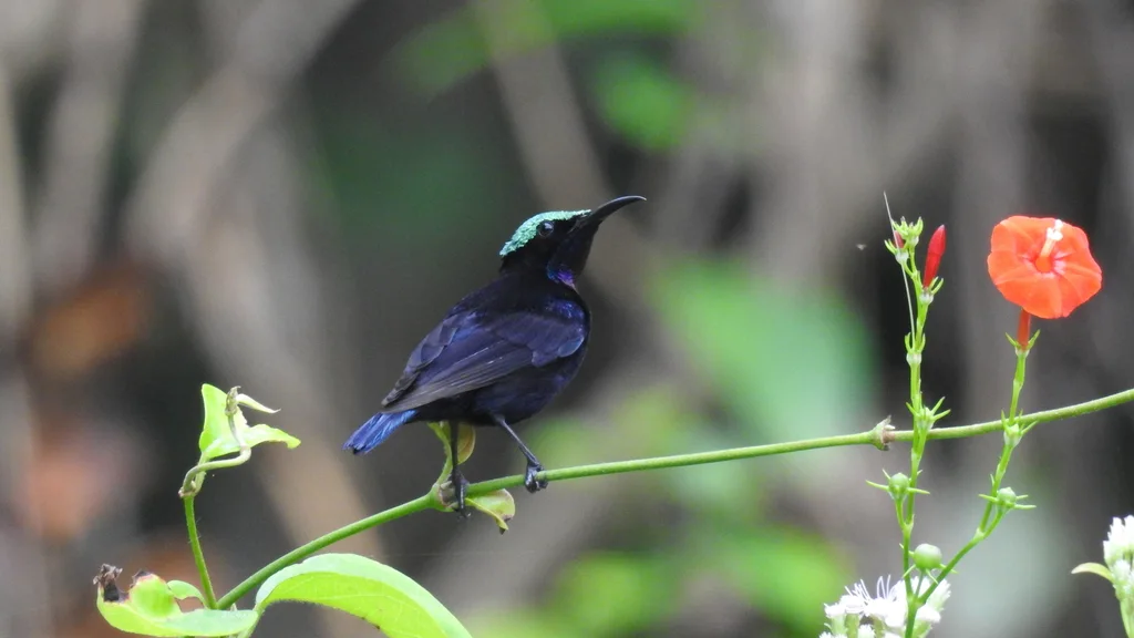 黑花蜜鸟(Leptocoma aspasia)