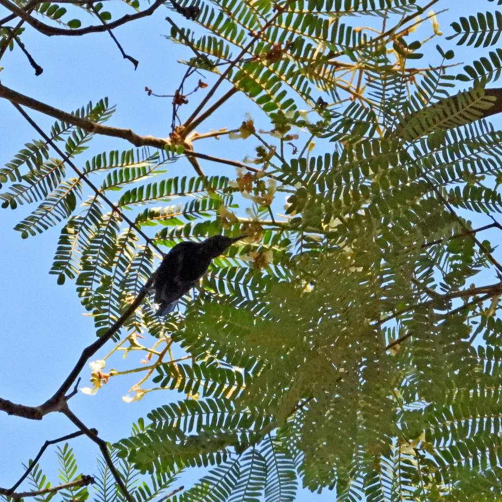 黑花蜜鸟(Leptocoma aspasia)