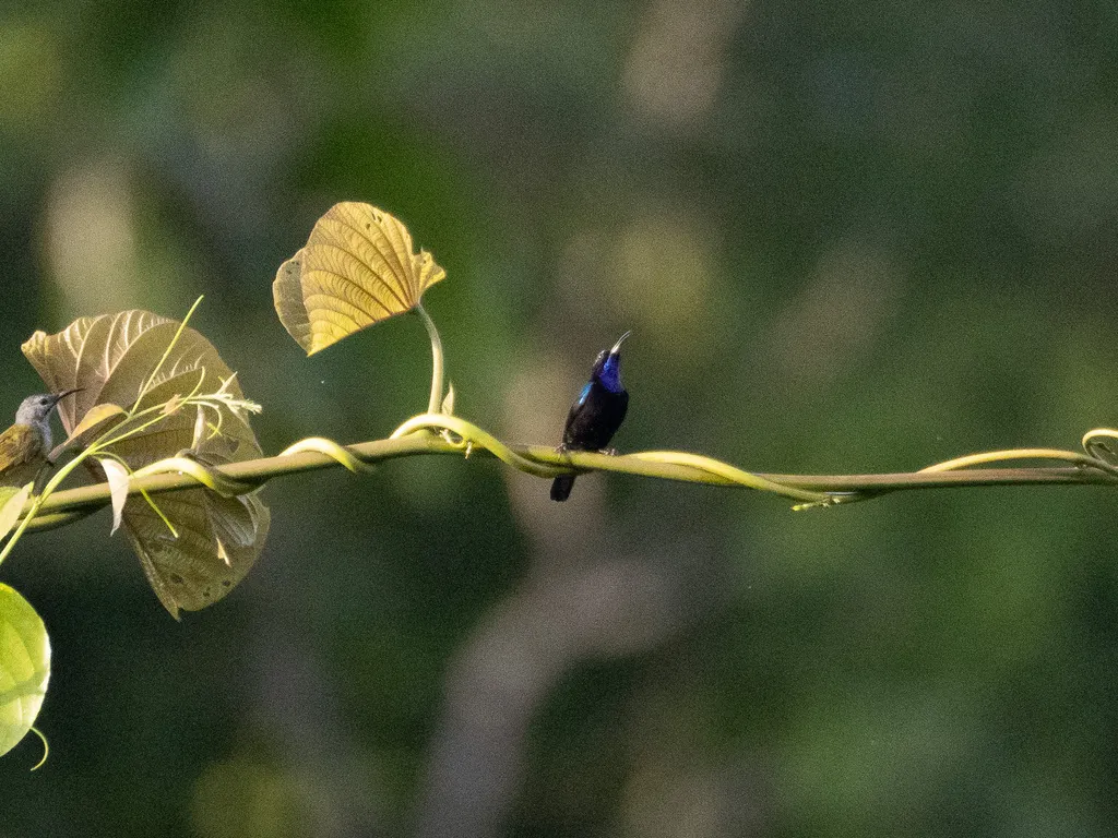 黑花蜜鸟(Leptocoma aspasia)