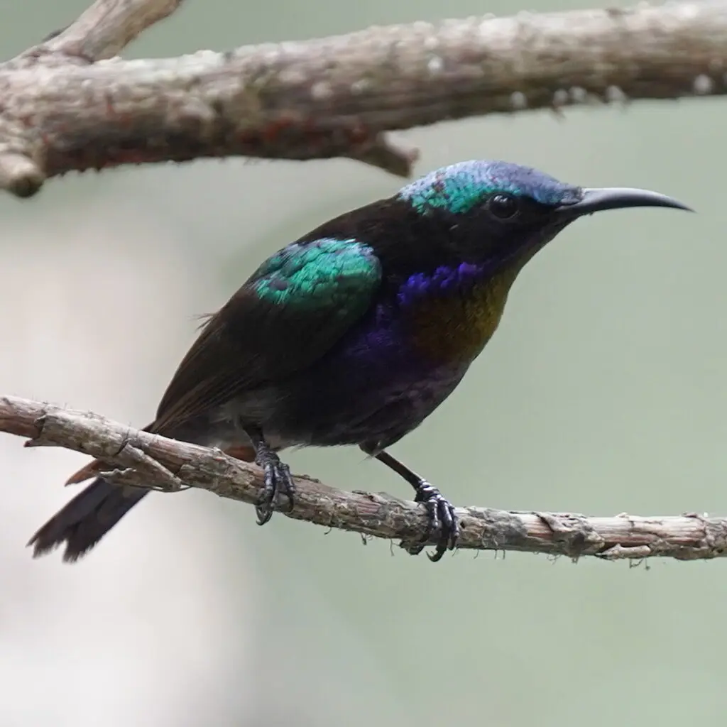 铜喉花蜜鸟(Leptocoma calcostetha)