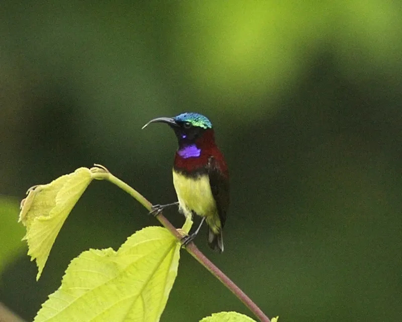 小花蜜鸟(Leptocoma minima)