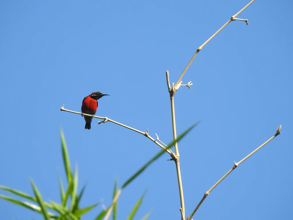 紫喉花蜜鸟（Leptocoma sperata）
