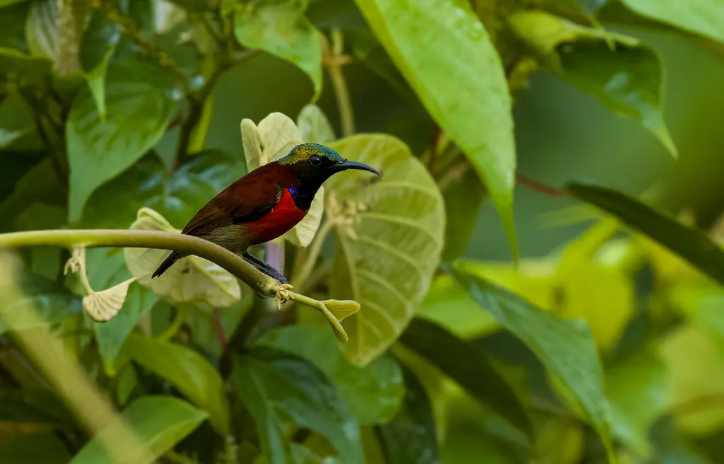 紫喉花蜜鸟（Leptocoma sperata）