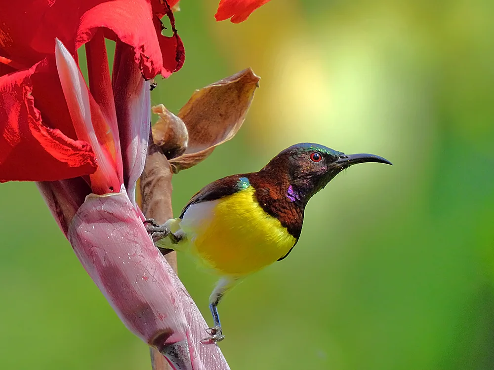 紫腰花蜜鸟（Leptocoma zeylonica）