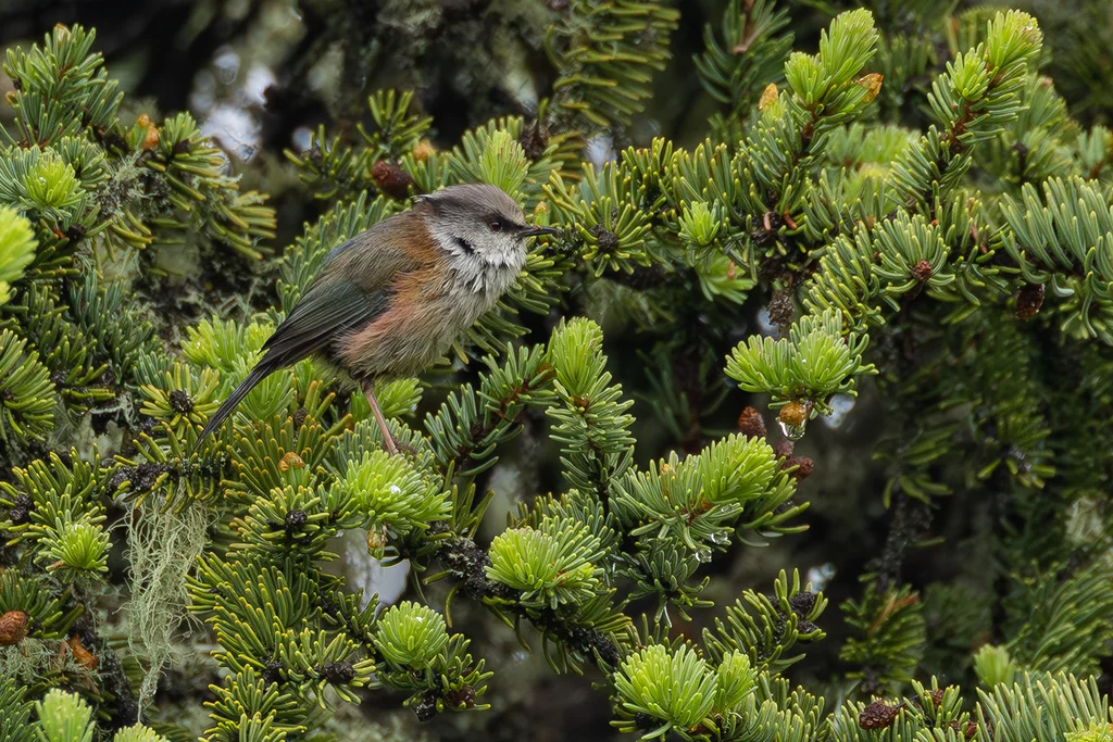 凤头雀莺（Leptopoecile elegans）