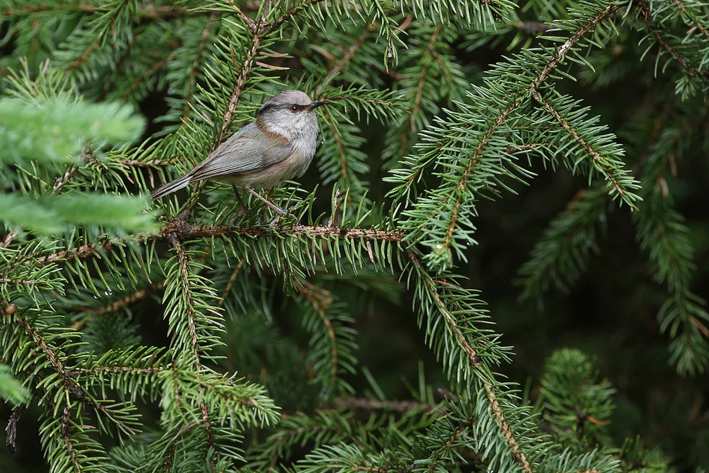 凤头雀莺（Leptopoecile elegans）