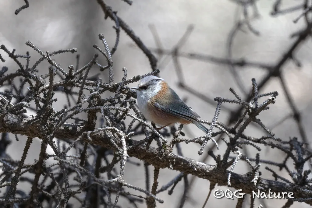 凤头雀莺（Leptopoecile elegans）