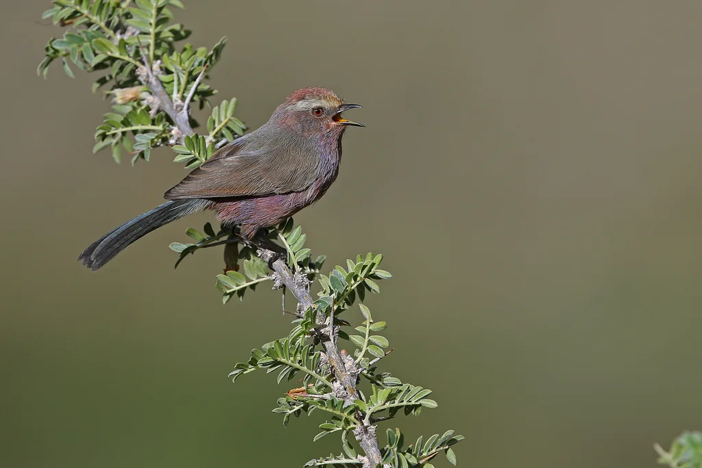 花彩雀莺(Leptopoecile sophiae)