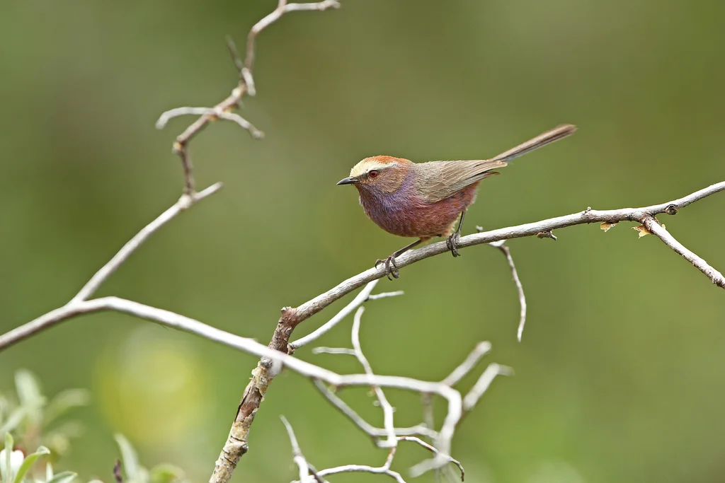 花彩雀莺(Leptopoecile sophiae)