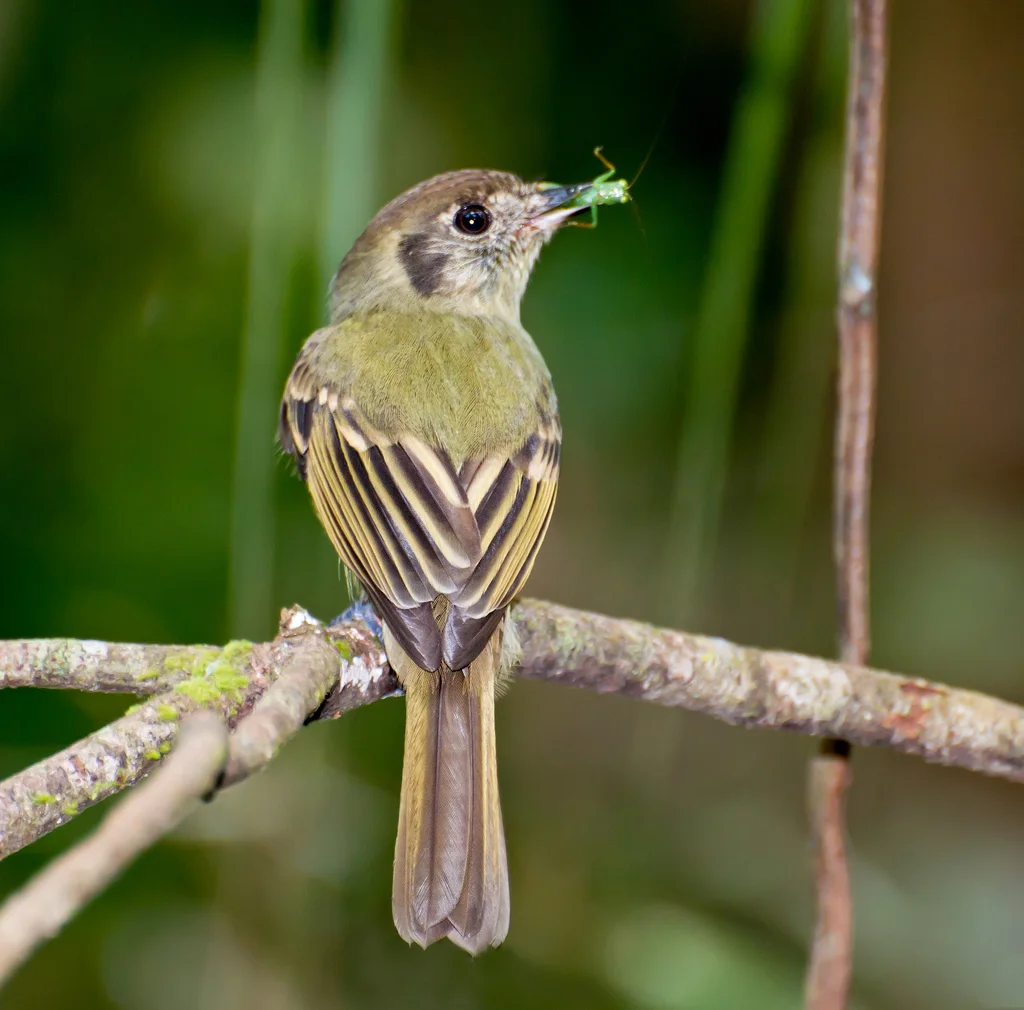 棕顶窄嘴霸鹟(Leptopogon amaurocephalus)