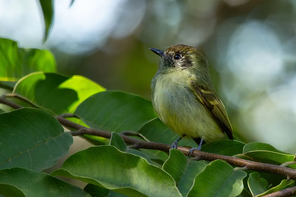 棕顶窄嘴霸鹟(Leptopogon amaurocephalus)