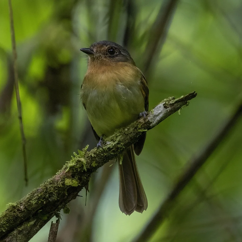 棕胸窄嘴霸鹟(Leptopogon rufipectus)