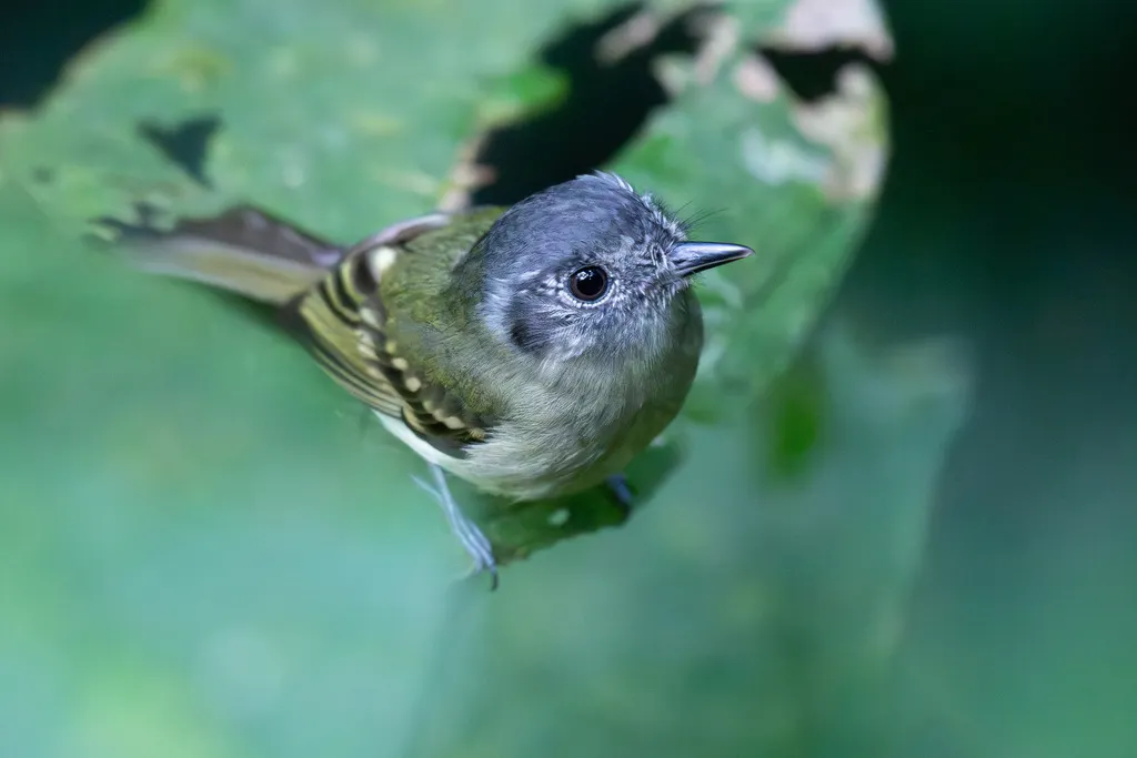 灰顶窄嘴霸鹟(Leptopogon superciliaris)