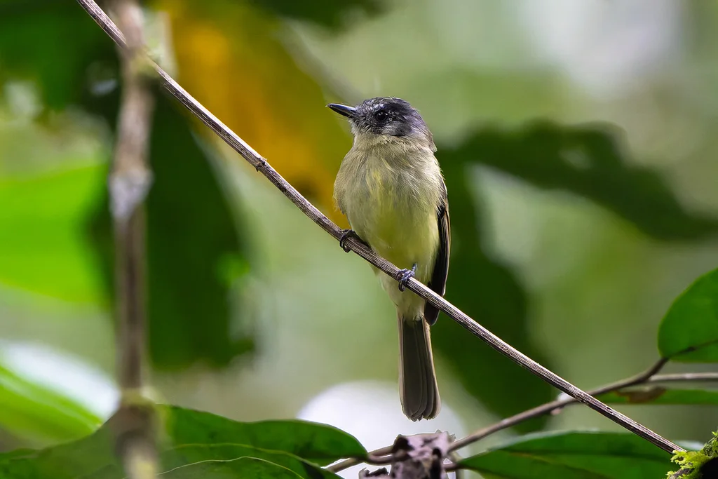 灰顶窄嘴霸鹟(Leptopogon superciliaris)