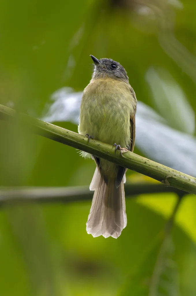 印加窄嘴霸鹟(Leptopogon taczanowskii)