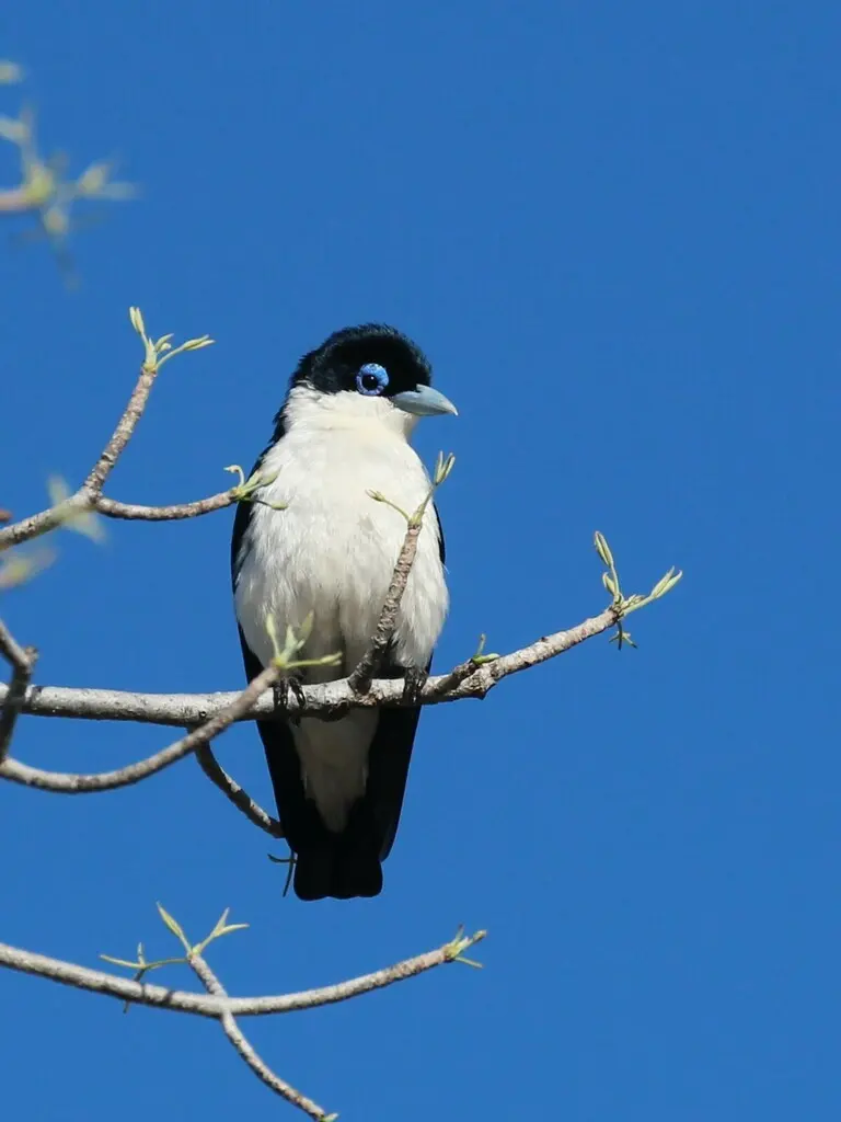 黑钩嘴鵙(Leptopterus chabert)