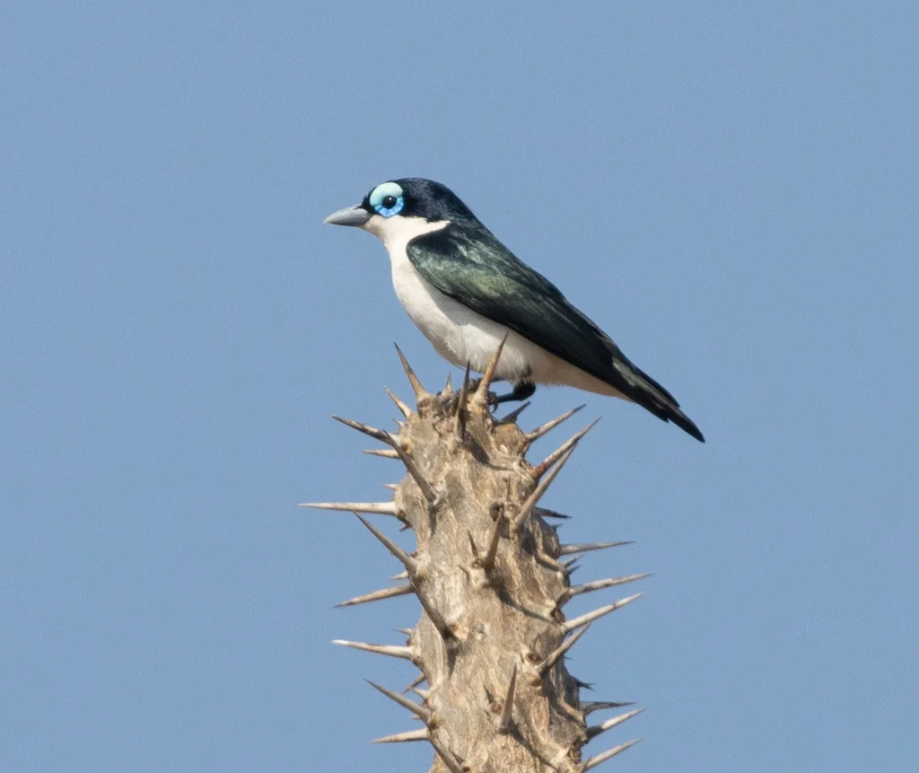 黑钩嘴鵙(Leptopterus chabert)