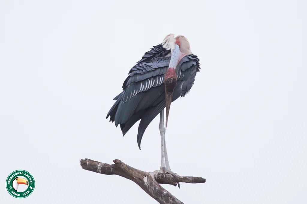 非洲秃鹳(Leptoptilos crumenifer)