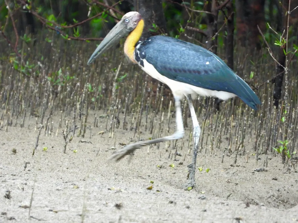秃鹳(Leptoptilos javanicus)