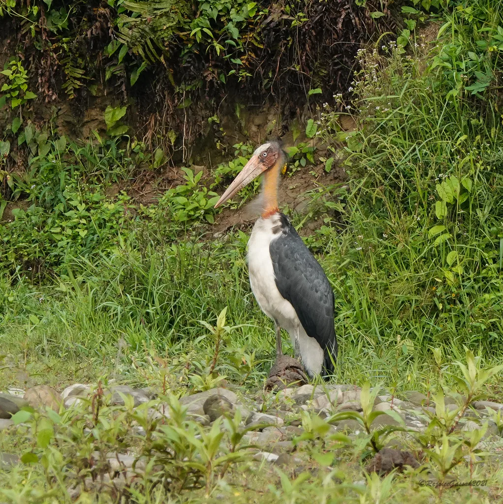 秃鹳(Leptoptilos javanicus)