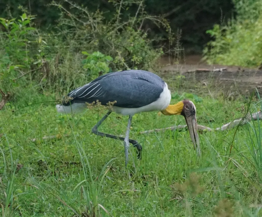 秃鹳(Leptoptilos javanicus)